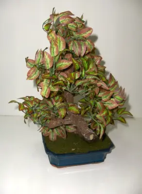 Veliko drvo u saksiji